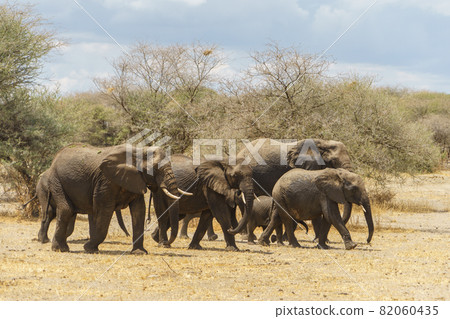Elephant family walking to protect children (Tanzania, Tarangire National Park) Elephant family walking to protect children (Tanzania, Tarangire National Park) 82060435