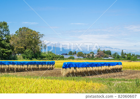 Rural scenery after harvesting rice Rural scenery after harvesting rice 82060607