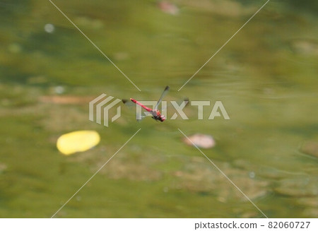Sympetrum baccha ♂ Improves hovering in the pond. 82060727