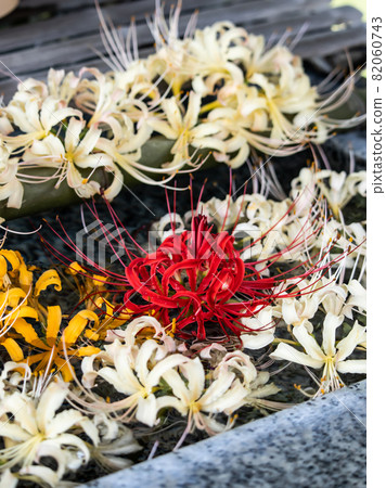 Amaryllis flower hand water Amaryllis flower hand water 82060743