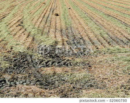 In September (autumn), rice fields after harvesting rice with a combine harvester and straw remaining after harvesting rice. In September (autumn), rice fields after harvesting rice with a combine harvester and straw remaining after harvesting rice. 82060780