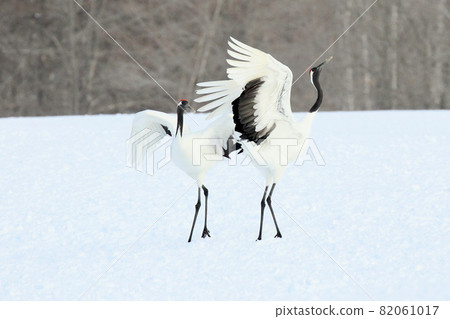 Cranes dancing courtship dance 82061017
