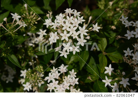 與星形白色小花的美好的風景 82061047