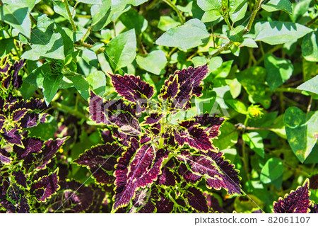 Coleus with a beautiful purple leaf pattern Coleus with a beautiful purple leaf pattern 82061107