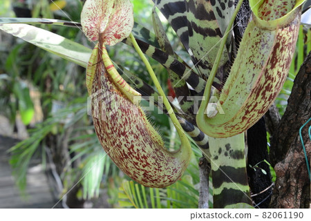 A carnivorous plant of the genus Nepenthes with a large insect bag that was planted in the botanical garden A carnivorous plant of the genus Nepenthes with a large insect bag that was planted in the botanical garden 82061190