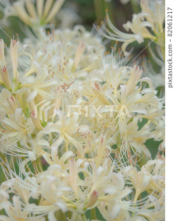 白蜘蛛百合 Higanbana 白蜘蛛百合 Higanbana 82061217