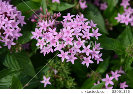 Beautiful landscape with star-shaped pink florets Beautiful landscape with star-shaped pink florets 82061326