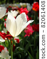 Tulip spring white red garden beautiful flower field clusters beautiful beautiful pretty 82061408