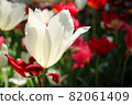 Tulip spring white red garden beautiful flower field clusters beautiful beautiful pretty 82061409