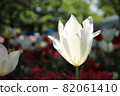 Tulip Spring White Garden Beautiful Flower Field Crowd Beautiful Beautiful Pretty 82061410