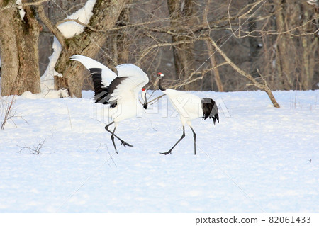 起重機跳舞求愛舞蹈 82061433