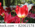Tulip Spring Red Red Large Flower Garden Beautiful Flower Field Crowd Beautiful 82061578