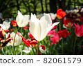 Tulip spring white red garden beautiful flower field cluster 82061579