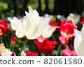 Tulip spring white red garden beautiful flower field clusters beautiful beautiful pretty 82061580