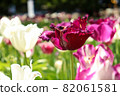 Tulip Spring White Purple Purple Garden Beautiful Flower Field Crowd Beautiful Beautiful Pretty 82061581