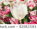 Flower field Tulip Spring White pink garden Beautiful cluster Beautiful beautiful pretty 82061583