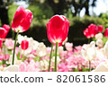 Tulip spring beautiful beautiful pretty cute petal cluster red red gorgeous 82061586