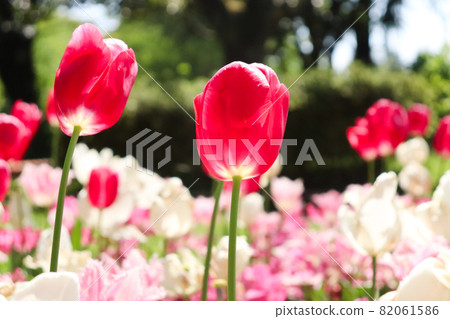 Tulip spring beautiful beautiful pretty cute petal cluster red red gorgeous 82061586