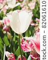 Tulip Spring White Pink Garden Beautiful Flower Field Crowd Beautiful Beautiful Pretty 82061610
