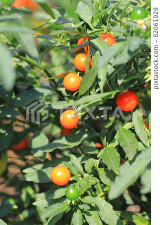 Orange winter coral fruit Orange winter coral fruit 82061929
