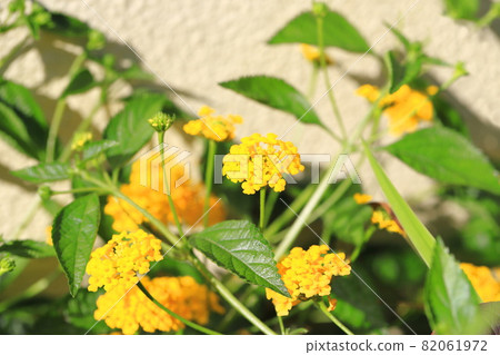 Yellow lantana flowers 82061972