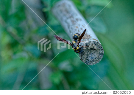 Nesting of potter wasps 82062090