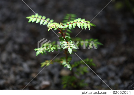 Sansho seedlings Sansho seedlings 82062094