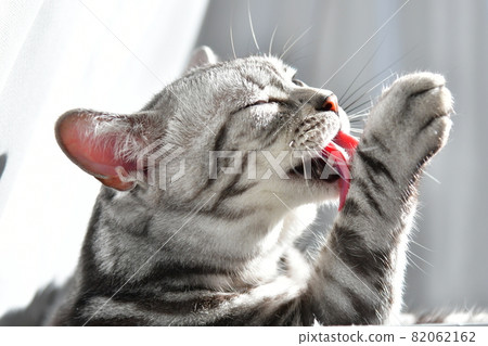 Cat Cat 82062162