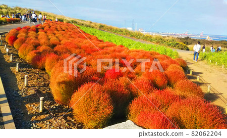 Autumn Kokia Hitachi Seaside Park Autumn Kokia Hitachi Seaside Park 82062204