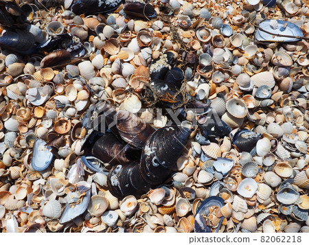 Shells from gastropods of bivalve molluscs. The Azov and Black seas, Golubitskaya. Seashells on the shore. Cerastoderma lamarcki, Hypanis colorata, Anadara inaequivalvis, Mytilus galloprovincialis Shells from gastropods of bivalve molluscs. The Azov and Black seas, Golubitskaya. Seashells on the shore. Cerastoderma lamarcki, Hypanis colorata, Anadara inaequivalvis, Mytilus galloprovincialis 82062218