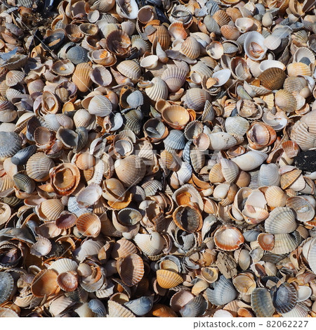 Shells from gastropods of bivalve molluscs living in the Azov and Black seas, Golubitskaya. Beige, black, white seashells on the shore. Cerastoderma lamarcki, Hypanis colorata, Anadara inaequivalvis Shells from gastropods of bivalve molluscs living in the Azov and Black seas, Golubitskaya. Beige, black, white seashells on the shore. Cerastoderma lamarcki, Hypanis colorata, Anadara inaequivalvis 82062227
