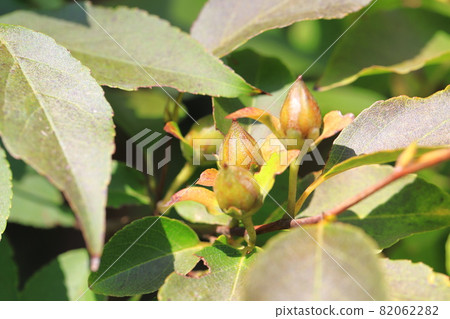 Natsutsubaki, the fruit of Himeshara 82062282