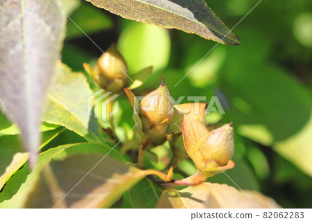 姬原的果實夏椿 82062283