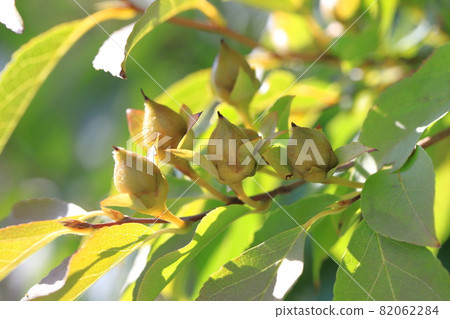 Natsutsubaki, the fruit of Himeshara 82062284