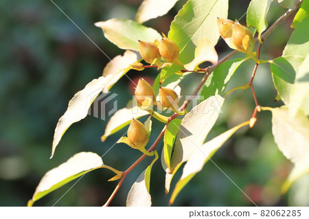 Natsutsubaki, the fruit of Himeshara Natsutsubaki, the fruit of Himeshara 82062285
