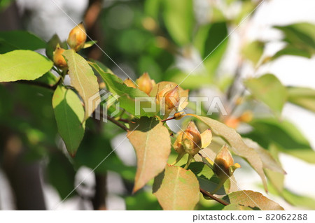 Natsutsubaki, the fruit of Himeshara 82062288