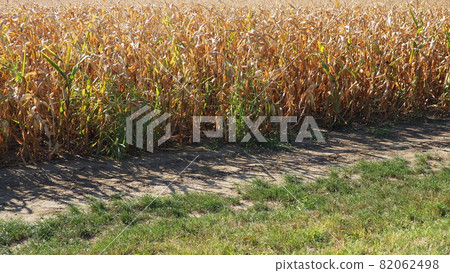Sugar maize, also maize Zea may, an annual herbaceous cultivated plant, the only cultivated representative of the genus Zea maize of the Poaceae Cereals family. Cornfield. Harvest in autumn. 82062498