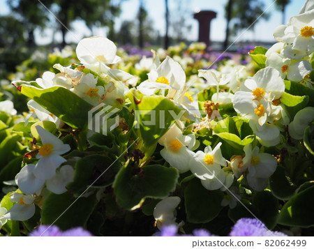 White wax begonia or Begonia semperflorens. Begonia x semperflorens-cultorum. Bedding plant in landscaping. Suitable for massing in beds, borders, and as an edger. Use in containers and window boxes. White wax begonia or Begonia semperflorens. Begonia x semperflorens-cultorum. Bedding plant in landscaping. Suitable for massing in beds, borders, and as an edger. Use in containers and window boxes. 82062499