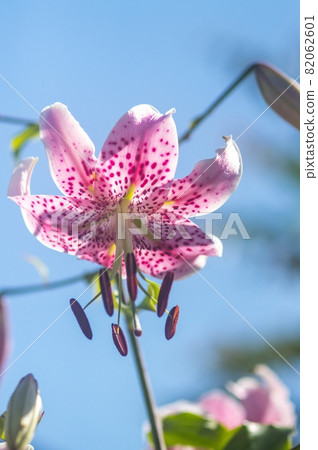 向太陽擺出姿勢 向太陽擺出姿勢 82062601