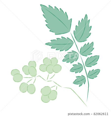 日本胡椒的插圖 日本胡椒的插圖 82062611