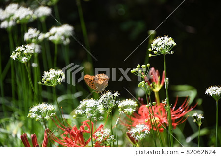 Argynnis sagana（雌性黑豹冠）和花 82062624