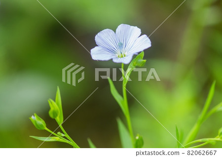 flax flower flax flower 82062667