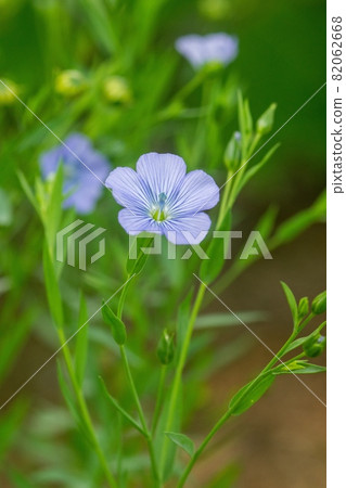 flax flower flax flower 82062668