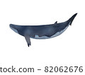 小鬚鯨 82062676