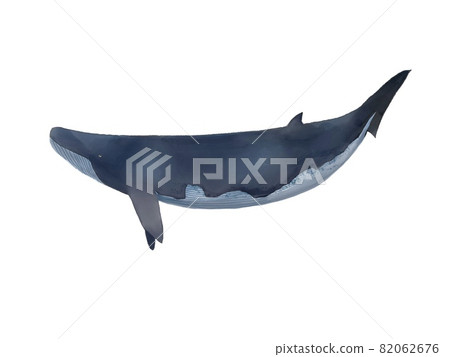 Minke whale 82062676