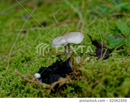 Asterophora lyreus: Mushrooms that grow on mushrooms Asterophora lyreus: Mushrooms that grow on mushrooms 82062898