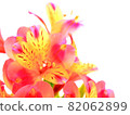 Red flower alstroemeria 82062899
