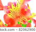 Red flower alstroemeria 82062900