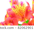 Red flower alstroemeria 82062901