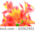 Red flower alstroemeria 82062902